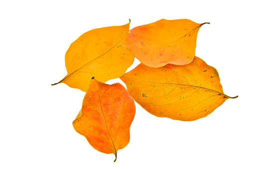 Yellow leaves on a white background.