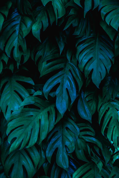 closeup nature view of green monstera leaf background stock photo