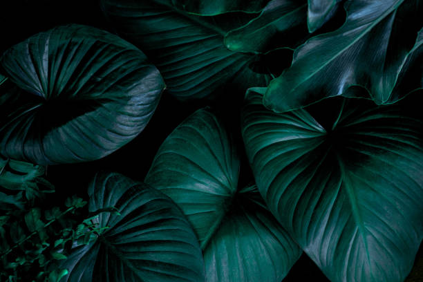 istock closeup nature view of green leaf background 1215993867