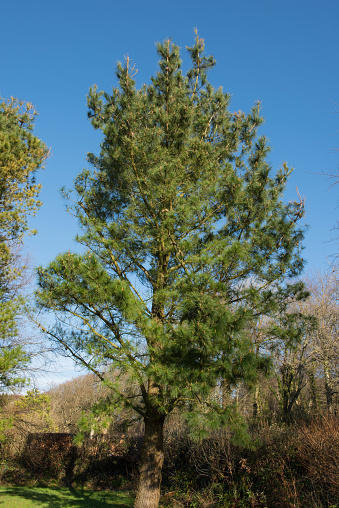 Pinus radiata is an Evergreen Coniferous Tree and Native of North America and Mexico