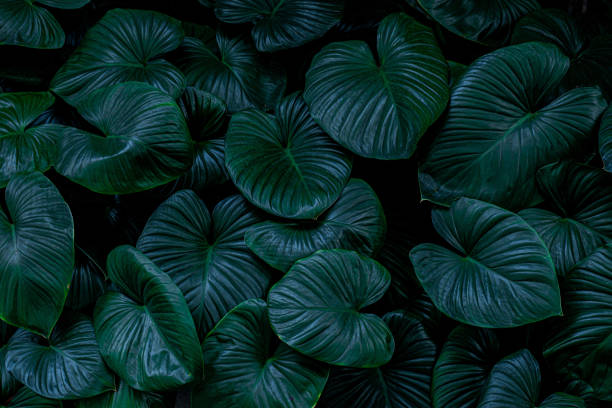 istock closeup nature view of green leaf background 1215994516