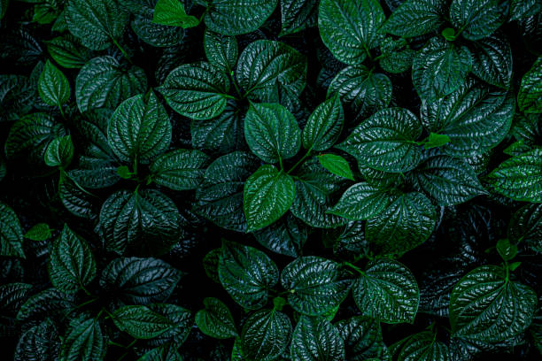istock closeup nature view of green leaf background 1215994534