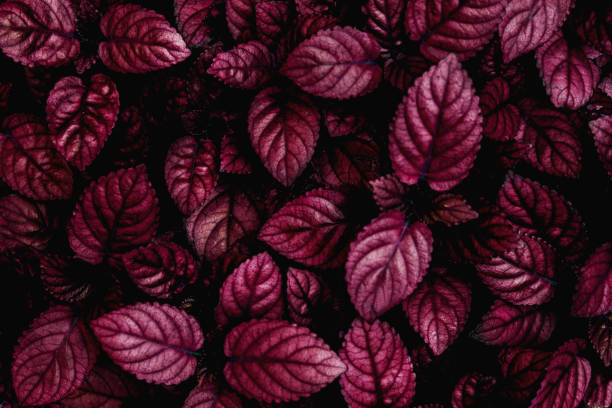 istock closeup nature view of purple leaf texture 1215995414