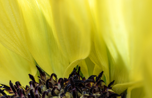 Macro shot of a beautiful yellow sunflower