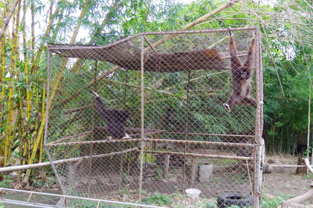 istock Si Satchanalai Historical Park 1215998146