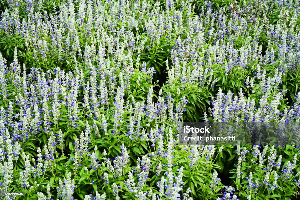 Blue and white salvia farinacea flower in the garden background. Fresh blue and white salvia mealy cup sage color flowers with leaves in the park Floral Pattern Stock Photo