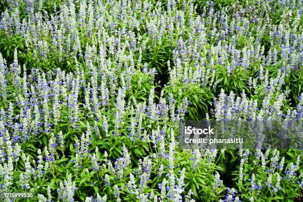Blue And White Salvia Farinacea Flower In The Garden Background Fresh Blue And White Salvia Mealy Cup Sage Color Flowers With Leaves In The Park Stock Photo - Download Image Now