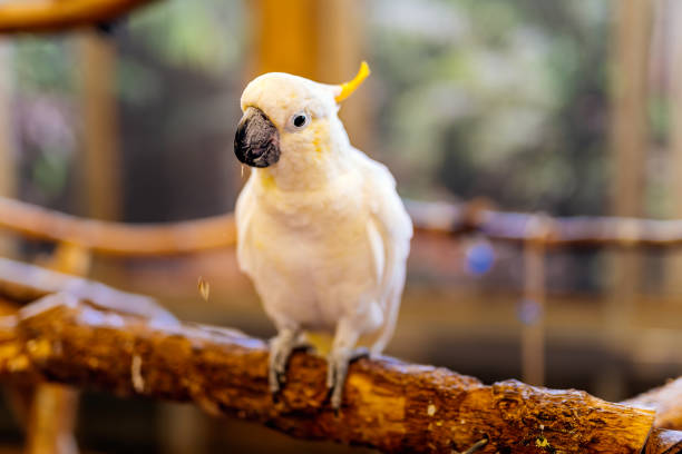 biały parasol cockatoo lub cacatua alba z rodziny papugi cacatuidae, siedzący na okoniu - sulphur crested cockatoo zdjęcia i obrazy z banku zdjęć