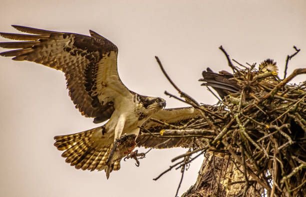 istock Osprey with wings spread landing on nest 1215999637