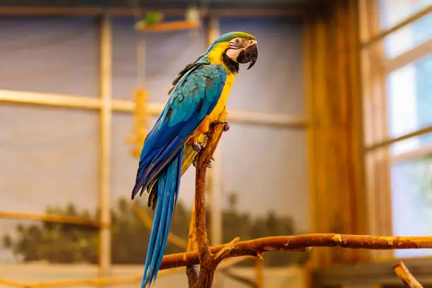 Large Ara from neotropical genus of macaws parrot family, sitting on a perch in a bird cage. Selective focus on bird with blurred background