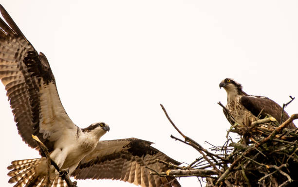 istock Osprey with wings spread landing on nest 1215999801
