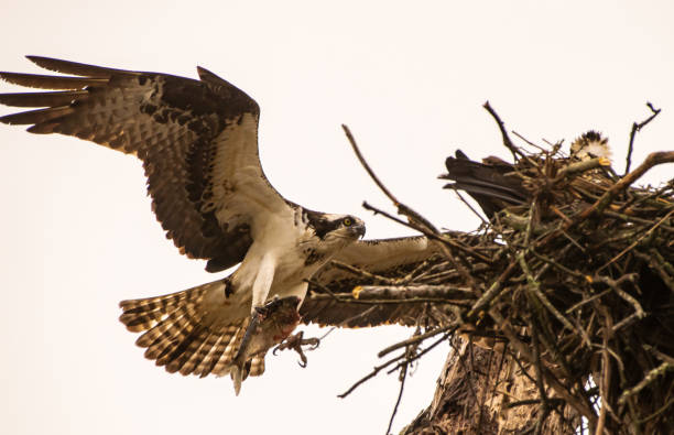 istock Osprey with wings spread landing on nest 1215999802
