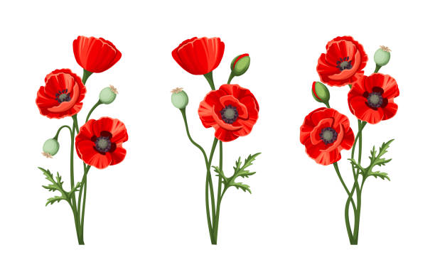 ilustrações de stock, clip art, desenhos animados e ícones de red poppies. vector illustration. - white background flower bud stem