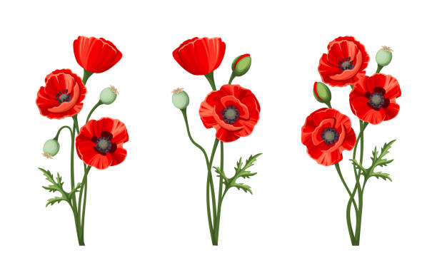 Red poppies. Vector illustration. Vector red poppies isolated on a white background. red poppy stock illustrations