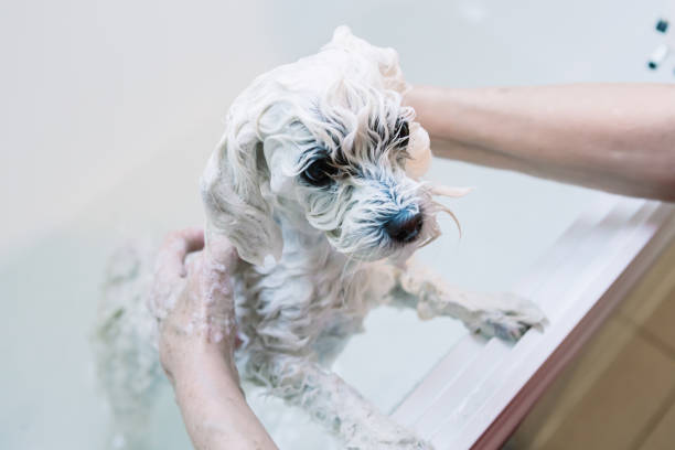 istock Showering a maltese at home. 1216001130