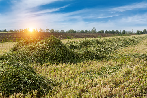 Golden wheat field. Architecture image.