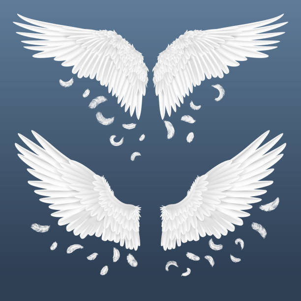 현실적인 날개. 떨어지는 깃털, 3d 조류 날개 디자인과 천사 날개의 흰색 고립 된 쌍. 벡터 템플릿 - 팔다리 stock illustrations