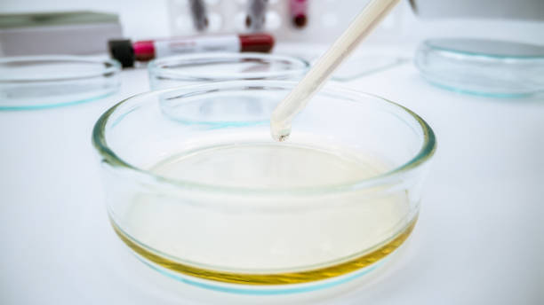 istock Researcher preparing plates with media in a microbiology laboratory. 1216002158