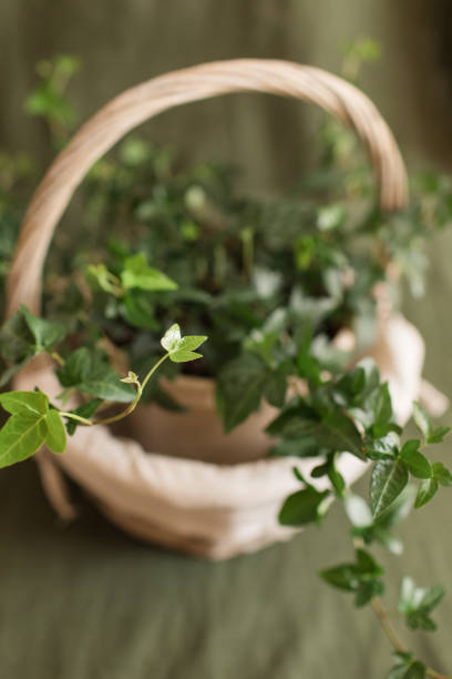 istock English Ivy Plant 1216002195