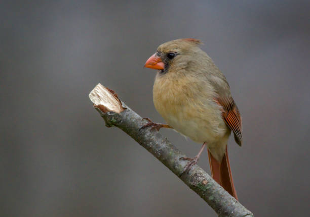 Northern Cardinals, Cardinalis cardinalis, perched on branch in spring with gray background