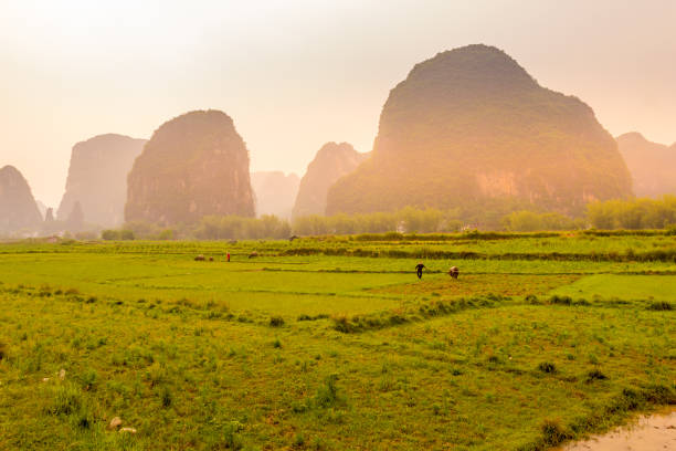 istock Typical rice plantation in Yangshuo , Guilin, China 1216002649