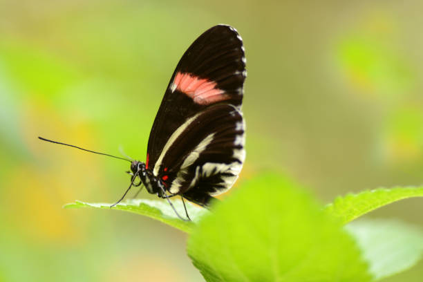 istock Red passion flower butterfly. 1216003465