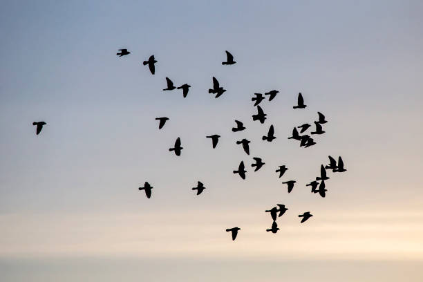 istock Flock of pigeons flying on the sky. 1216005778