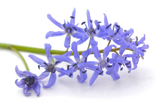 istock Purple beautiful snowdrops. 1216005872