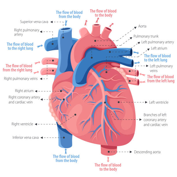 인간의 심장 해부학 - left ventricle stock illustrations