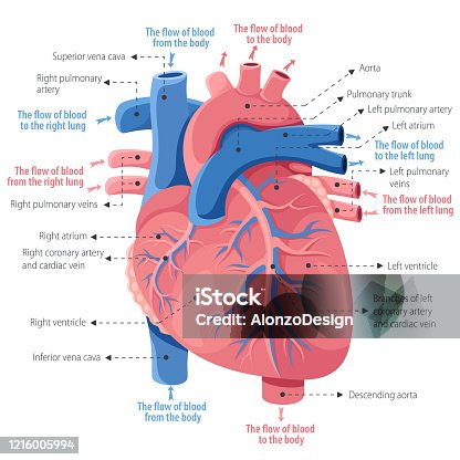 istock Human heart anatomy 1216005994
