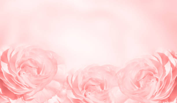 istock Banner with three pink roses 1216006085