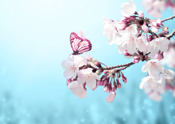istock Beautiful magic spring scene with sakura flowers 1216006274