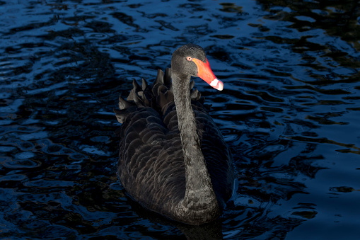 Metaphor for unexpected in business and financial events. Unusual black swan is the concept symbol for an unpredictable and surprising event.