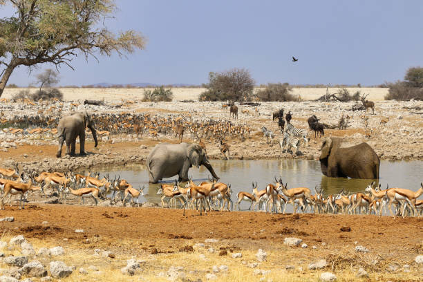 istock African elephants (Loxodonta africana) at the waterhole - Namibia Africa 1216007085