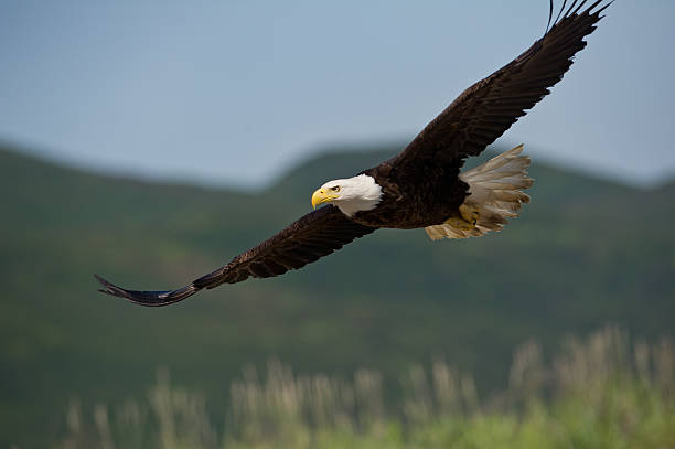 istock american bald eagle in flight over alaska coastal mountains 121600792