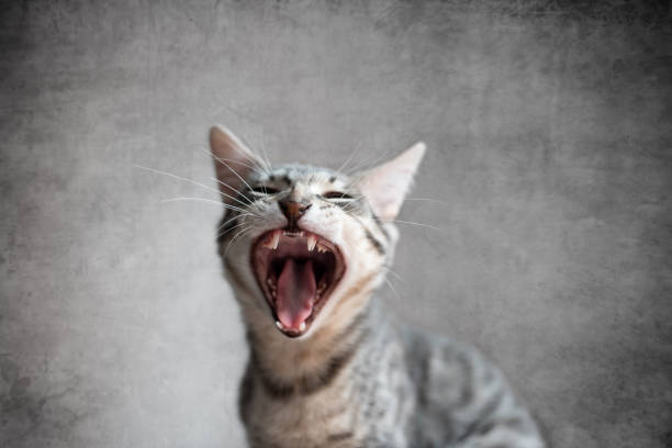istock Cat yawning with mouth open and eyes closed 1216008263
