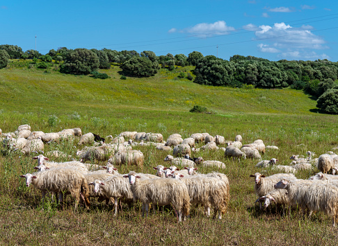 The Rosset sheep of autochthonous breed - Sardinia