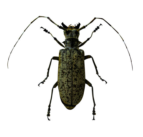 istock beetle gray longhorn beetle isolated on white background 1216008401