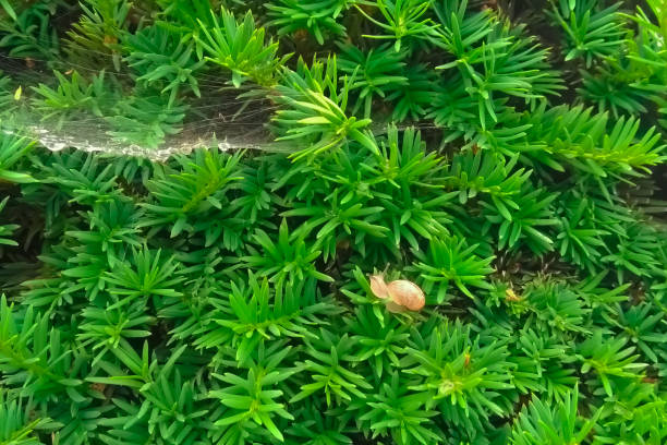 A little snail on Taxus Densiformis with spider web