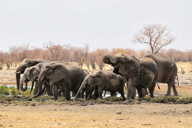 istock African elephants (Loxodonta africana) at the waterhole - Namibia Africa 1216008642