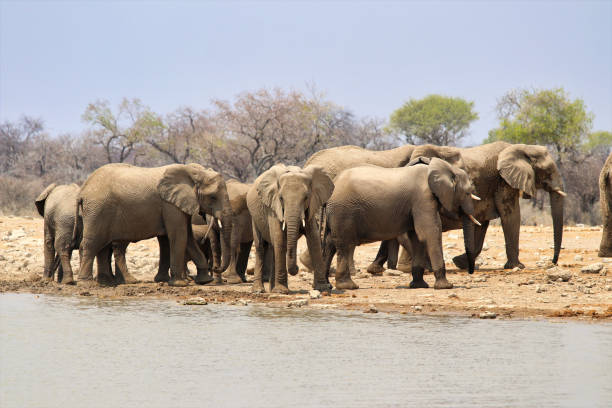 istock African elephants (Loxodonta africana) at the waterhole - Namibia Africa 1216008643