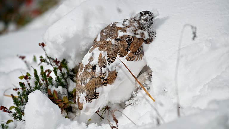 Rock Ptarmigan bird foraging with funny in snow hill