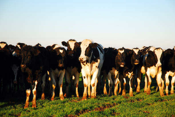 istock A group of cows huddle together 1216010967