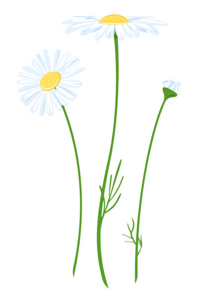 ilustraciones, imágenes clip art, dibujos animados e iconos de stock de ilustración aislada de flor de manzanilla - chamomile plant chamomile bouquet wildflower