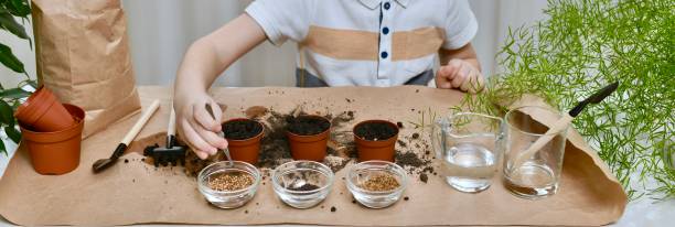 istock Planting beet seeds, coriander, cabbage. Using tweezers, a child takes coriander seed from a transparent bowl. 1216011384
