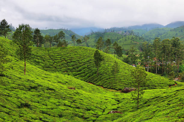 istock Tea plantations. Munnar, Kerala, India 1216011524