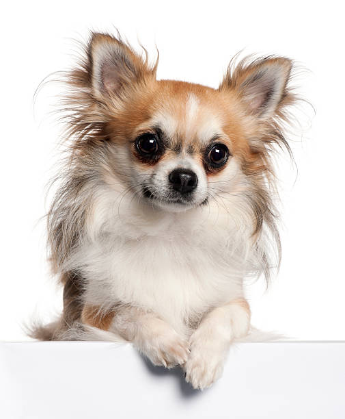 istock Chihuahua, eighteen months old, sitting, white background. 121601168