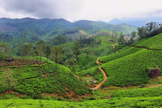 istock Tea plantations. Munnar, Kerala, India 1216011751