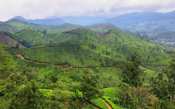 istock Tea plantations. Munnar, Kerala, India 1216011766