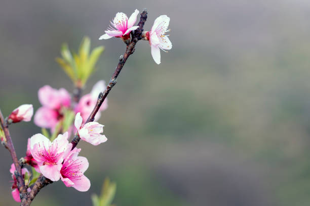 Cherry tree starting its flowering with the first shoots.